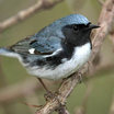 Black-throated Blue Warbler